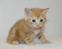 マンチカン(長足)【千葉県・女の子・2018年12月1日・レッドタビー】の写真4