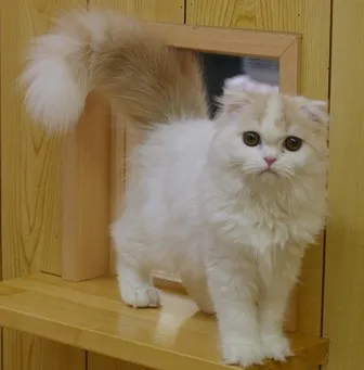 スコティッシュフォールド【千葉県・男の子・2013年8月6日・レッド&ホワイト】の写真5「人気のこごえママ！」