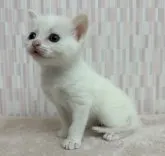 スコティッシュフォールド(立ち耳)【千葉県・女の子・2023年3月8日・ホワイト】の写真5