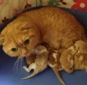 マンチカン【千葉県・女の子・2015年1月11日・クリームタビー&ホワイト】の写真5「丸顔がとっても可愛い短足の小町ママ」