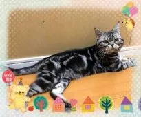 アメリカンショートヘア【千葉県・男の子・2019年9月30日・】の写真5「CFAチャンピオンのパパです。」