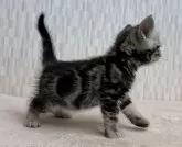 アメリカンショートヘア【千葉県・男の子・2024年10月17日・シルバータビー】の写真5