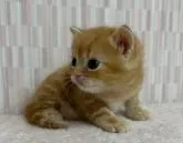 スコティッシュフォールド(立ち耳)【千葉県・男の子・2022年10月9日・レッドタビー】の写真5