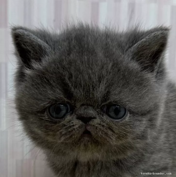 ID:2503-01525の子猫