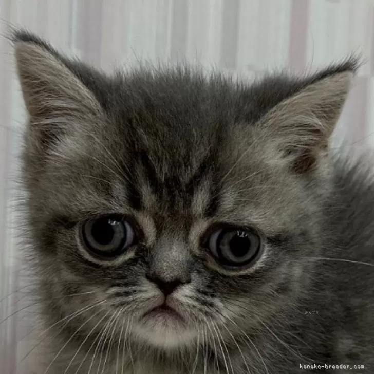 ID：2502-02206の子猫