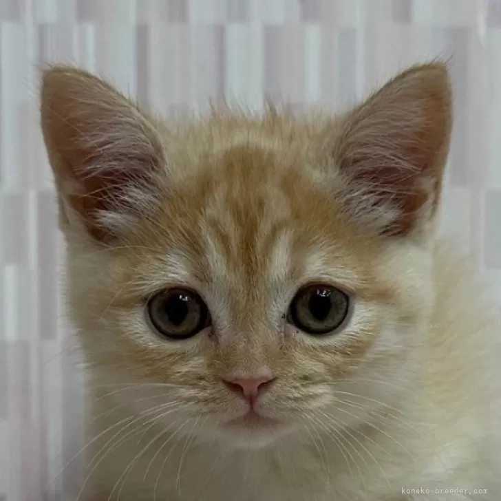 ID：2509-02468の子猫