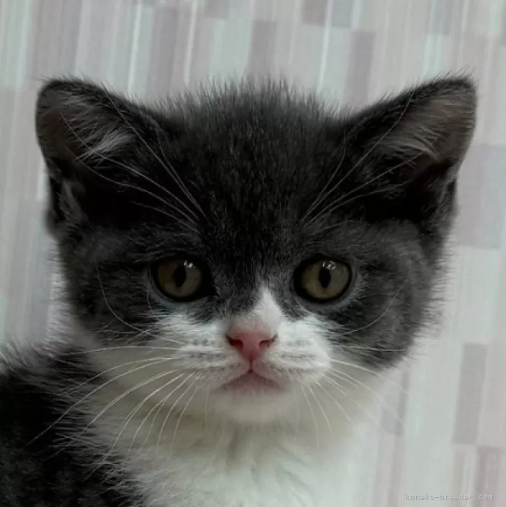ID:2412-00862の子猫