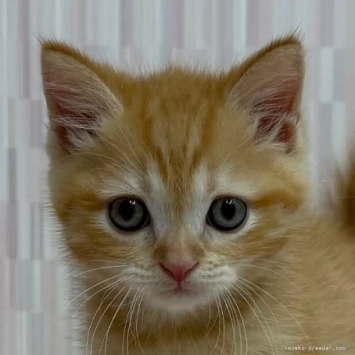ID：2507-02322の子猫