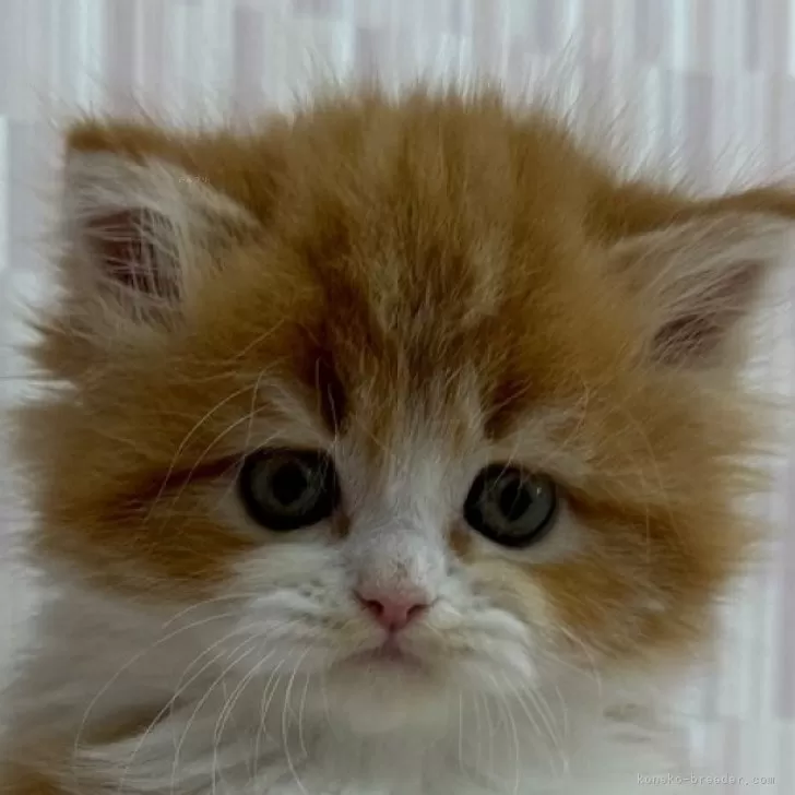 ID：2503-02769の子猫