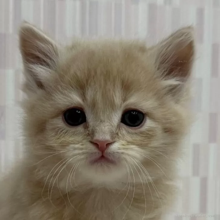 マンチカン(長足)【千葉県・男の子・2025年11月6日・クリームタビー】の写真1