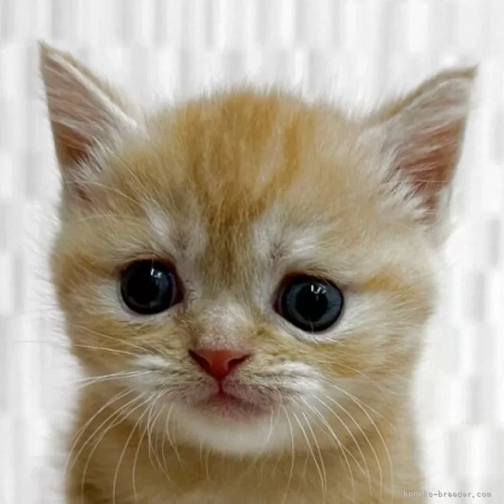 ID:2504-02286の子猫