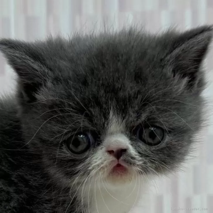 ID:2503-01975の子猫