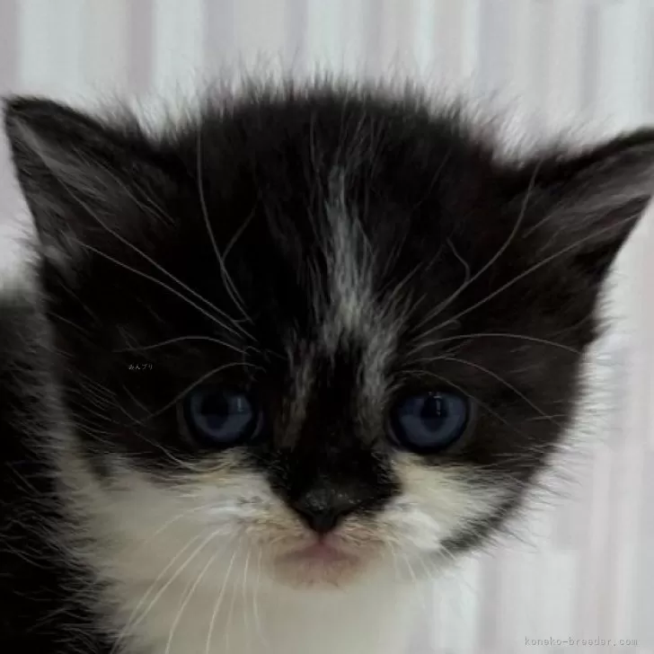 ID：2503-02179の子猫