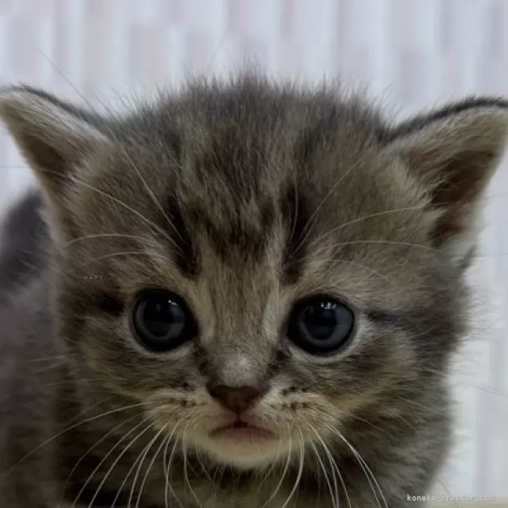 ID:2506-00274の子猫