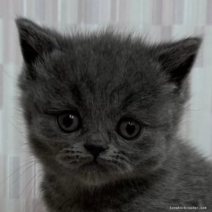 ブリティッシュショートヘア【千葉県・女の子・2025年11月8日・ブルー】の写真1