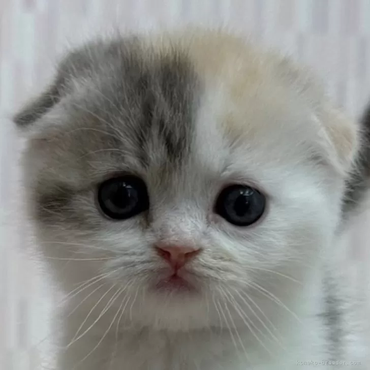 ID：2501-01085の子猫