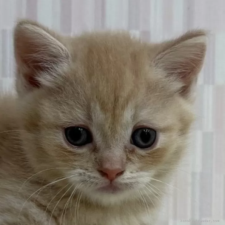 ID：2507-01166の子猫