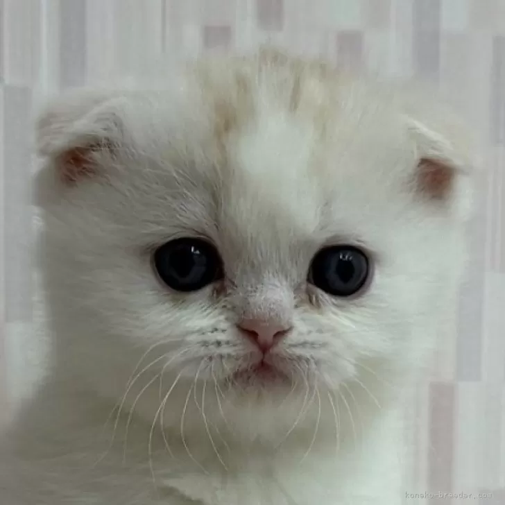 ID:2502-02126の子猫
