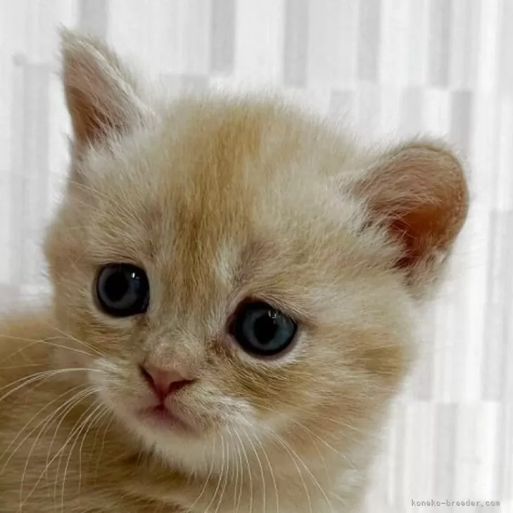 ID：2504-02285の子猫