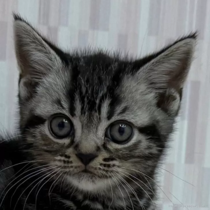 ID：2503-00858の子猫