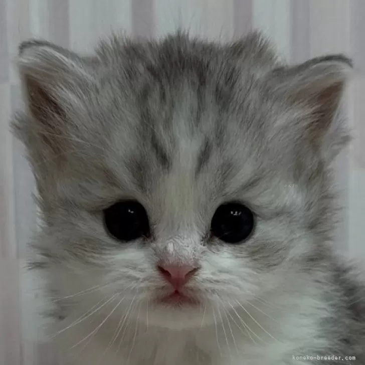 ID：2501-01091の子猫