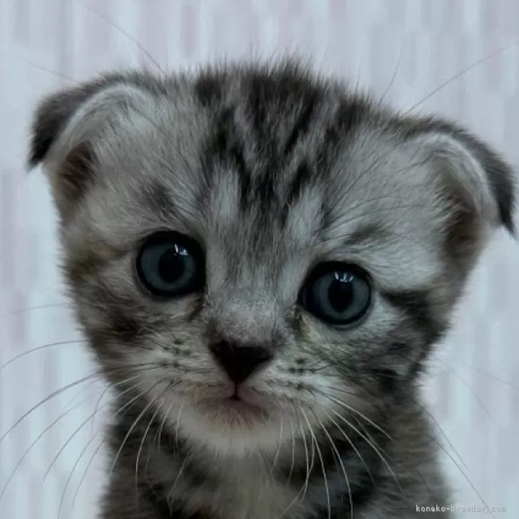 ID:2508-00988の子猫