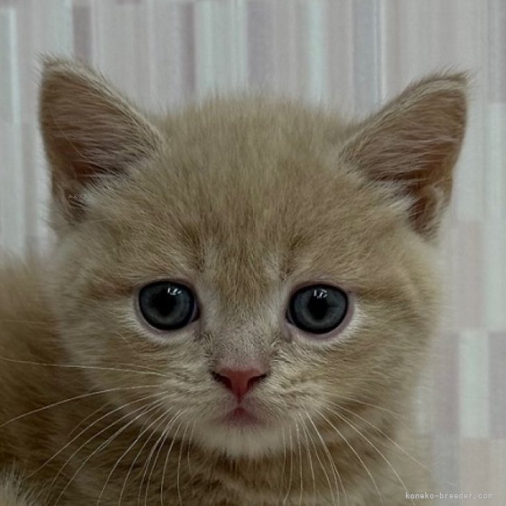 クリームイエローフラワー、短毛シュシュ、わんちゃん猫ちゃん用 merland_cat-00126