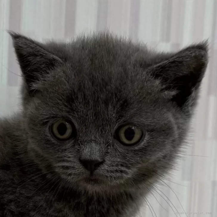 ID:2507-02329の子猫
