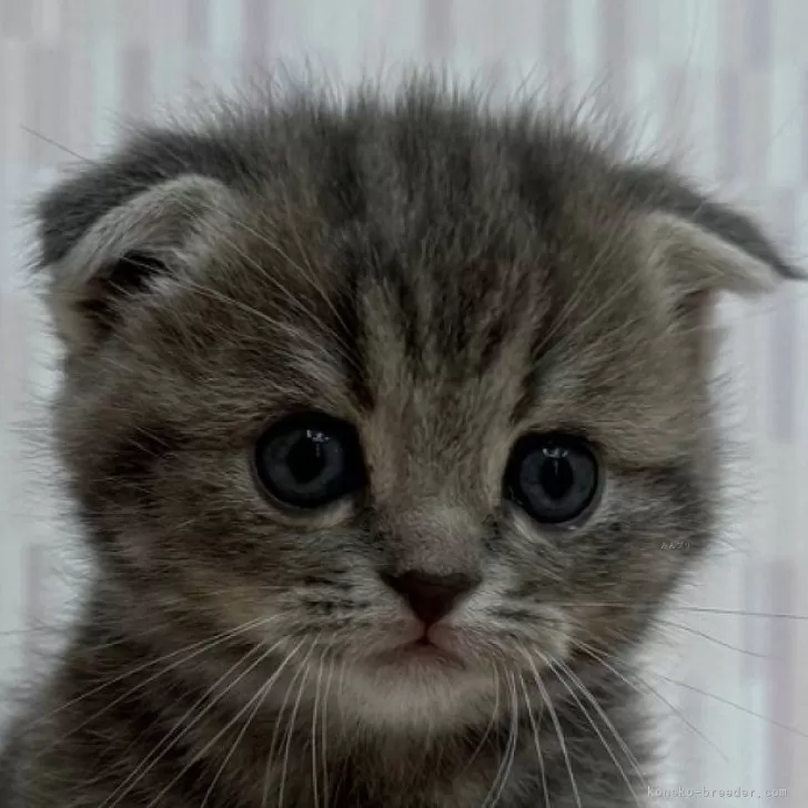 スコティッシュフォールド(立ち耳)【千葉県・女の子・2025年10月9日・ブルーパッチドタビー】の写真1