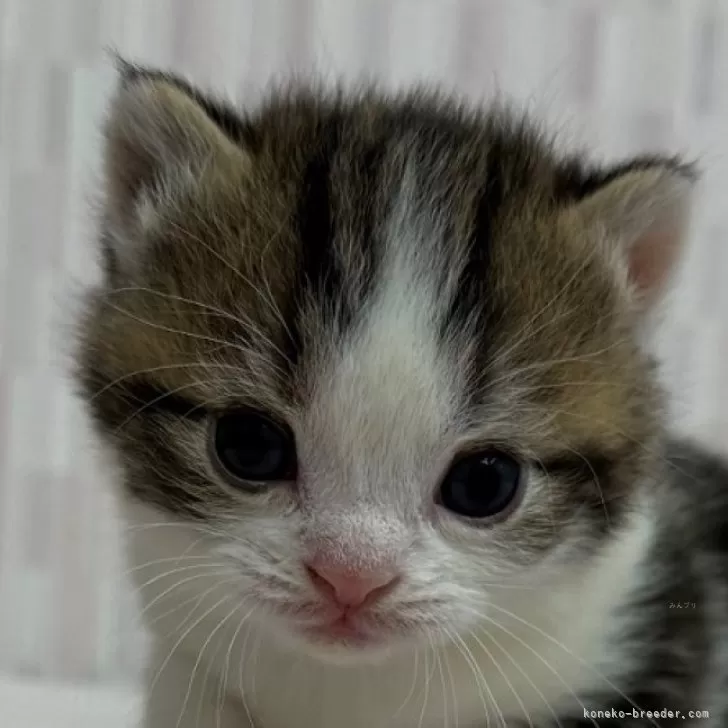 ID：2511-02939の子猫