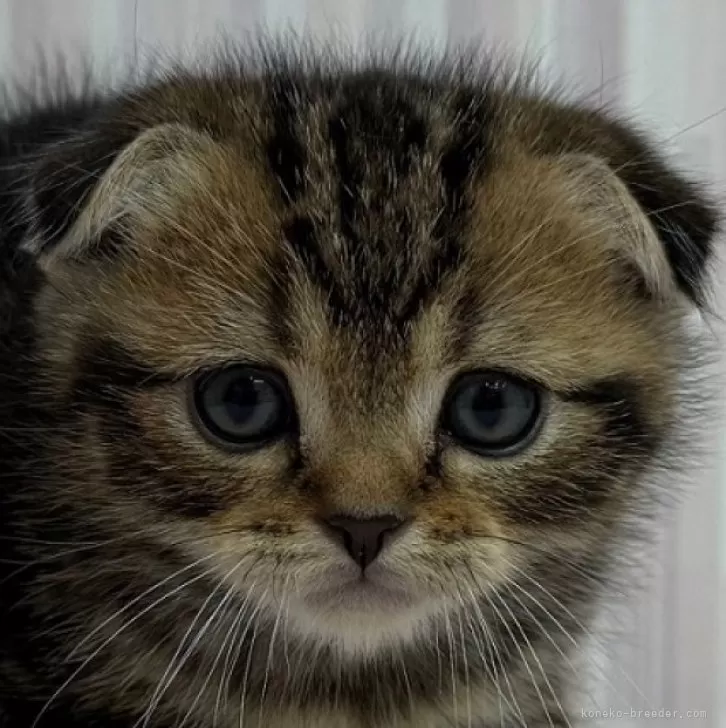 ID：2501-00622の子猫