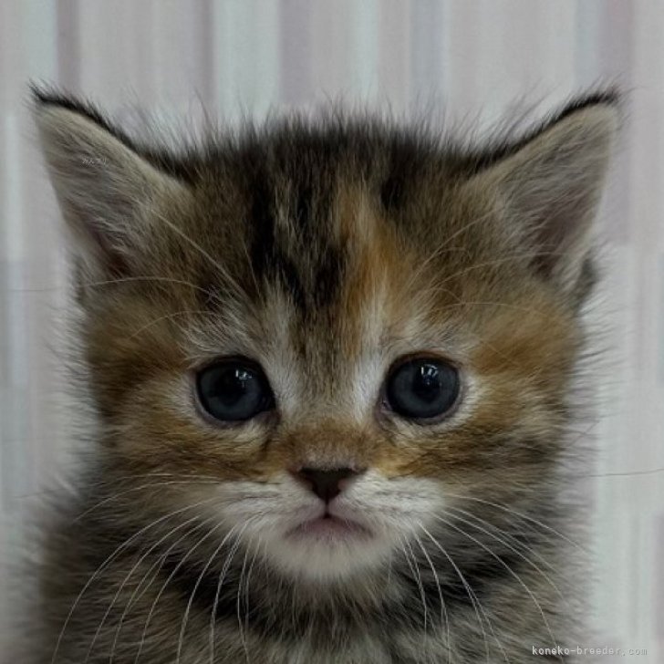 ブリーダー画像