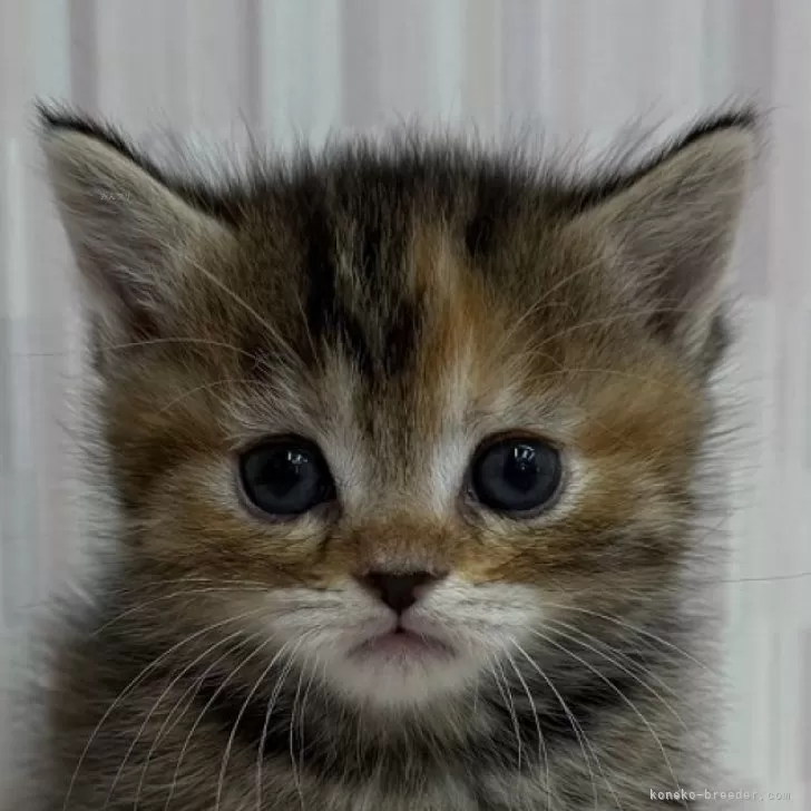 マンチカン(短足)【千葉県・女の子・2025年11月6日・ブラウンパッチドタビー】の写真1