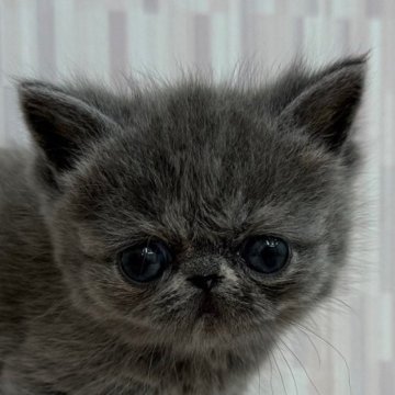 エキゾチックショートヘア【千葉県・女の子・2025年5月28日・ブルークリーム（ショートヘア）】の写真「ブサカワ癒し系の女の子です！」