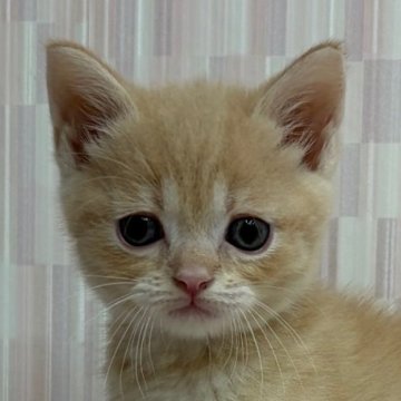 マンチカン(長足)【千葉県・男の子・2025年8月19日・クリームマッカレルタビー（ショートヘア）】の写真「足長の美少年！」