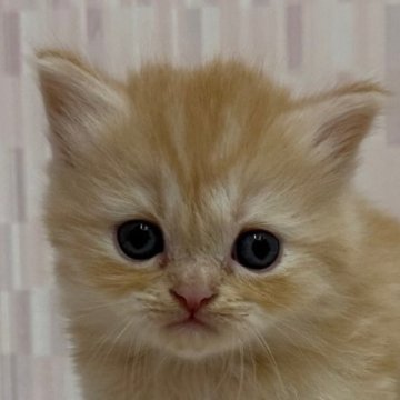 マンチカン(長足)【千葉県・女の子・2025年6月19日・レッドマッカレルタビー（ロングヘア）】の写真「足長の美人さん！」