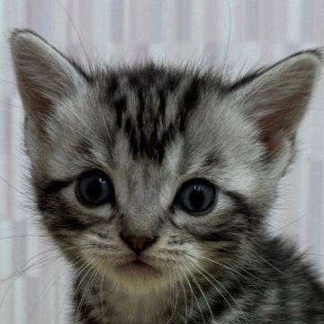 アメリカンショートヘア【千葉県・女の子・2025年4月23日・シルバータビー】の写真「可愛い目をした女の子です！」