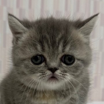 ミヌエット【千葉県・女の子・2025年1月20日・ブルークリーム（ショートヘア）】の写真「短足の乙女です！」