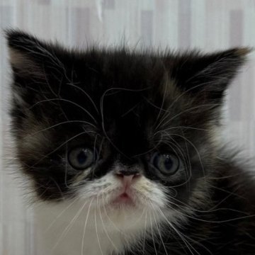 エキゾチックショートヘア【千葉県・女の子・2025年8月13日・キャリコ（ショートヘア）】の写真「三毛猫ファンの方必見の猫ちゃん！」