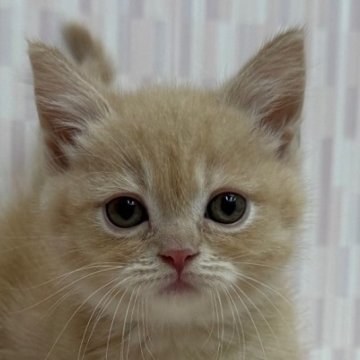 マンチカン(短足)【千葉県・女の子・2025年8月19日・クリームマッカレルタビー（ショートヘア）】の写真「短足の乙女ちゃん！」