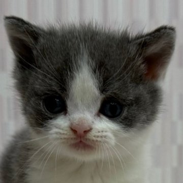 ブリティッシュショートヘア【千葉県・男の子・2025年12月7日・ブルー&ホワイト】の写真「ピンクのお鼻が可愛い男の子です！」