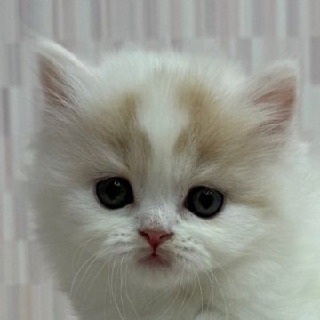 スコティッシュフォールド(立ち耳)【千葉県・女の子・2025年10月9日・ダイリュートキャリコ（ロングヘア）】の写真「立ちの美少女ちゃん！」