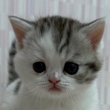 スコティッシュフォールド(立ち耳)【千葉県・女の子・2025年10月9日・シルバーパッチドタビー&ホワイト（ショートヘア）】の写真「丸顔の美人さん！」