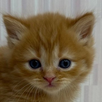 マンチカン【千葉県・男の子・2025年1月12日・レッドタビー（ロングヘア）】の写真「チャトラ柄ファンの方にオススメの猫ちゃん！」