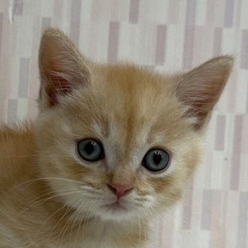 マンチカン(短足)【千葉県・男の子・2025年9月11日・カメオマッカレルタビー（ショートヘア）】の写真「短足のイケニャン君‼」