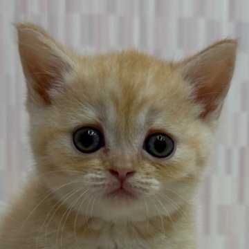 マンチカン(長足)【千葉県・女の子・2025年8月19日・カメオマッカレルタビー（ショートヘア）】の写真「チャトラ柄ファンの方にオススメの猫ちゃん！」