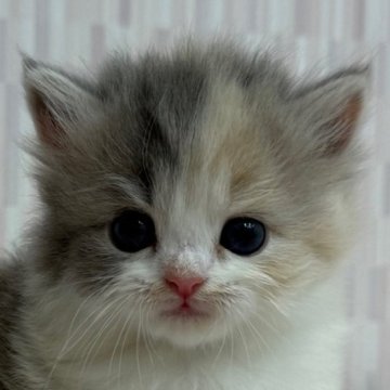 マンチカン(短足)【千葉県・女の子・2025年5月28日・ダイリュートキャリコ（ロングヘア）】の写真「人気のカラーの短足ちゃん！」