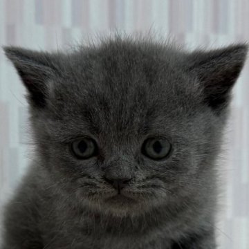ブリティッシュショートヘア【千葉県・男の子・2025年5月24日・ブルー】の写真「あどけないお顔が可愛い男の子！」