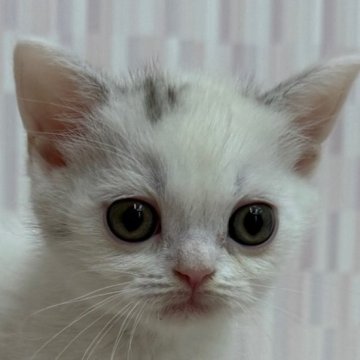 スコティッシュフォールド(立ち耳)【千葉県・女の子・2025年5月6日・ダイリュートキャリコ（ショートヘア）】の写真「人気のカラーの女の子！」