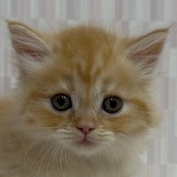 マンチカン(短足)【千葉県・男の子・2025年8月19日・レッドマッカレルタビー（ロングヘア）】の写真「甘いマスクの短足ボーイ！」